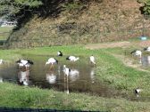 山陰海岸ジオパークでの環境学習体験