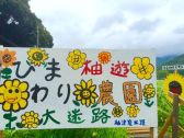 夏はひまわり！「ひまわり祭り」