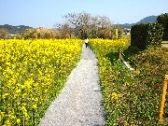 黄色いエコサイクルのまち・洲本市大野