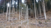 野生動物育成林整備の取り組み