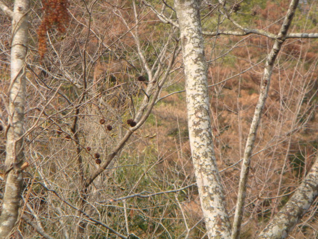 210211鳥の下見 003.jpg